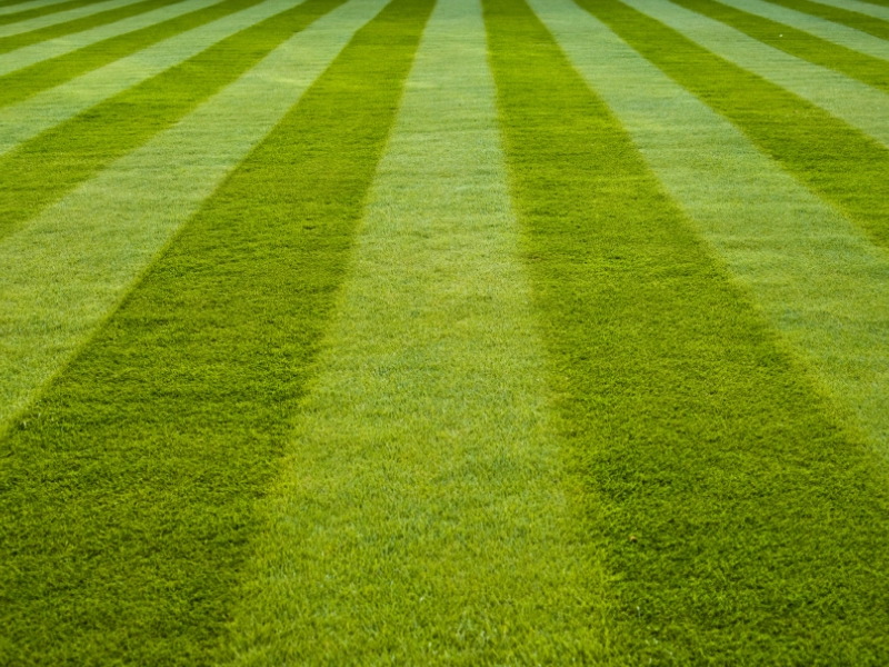 Freshly mowed lawn stripes