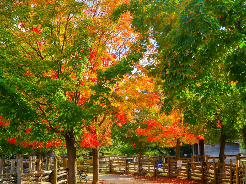 Trees with red and orange leaves