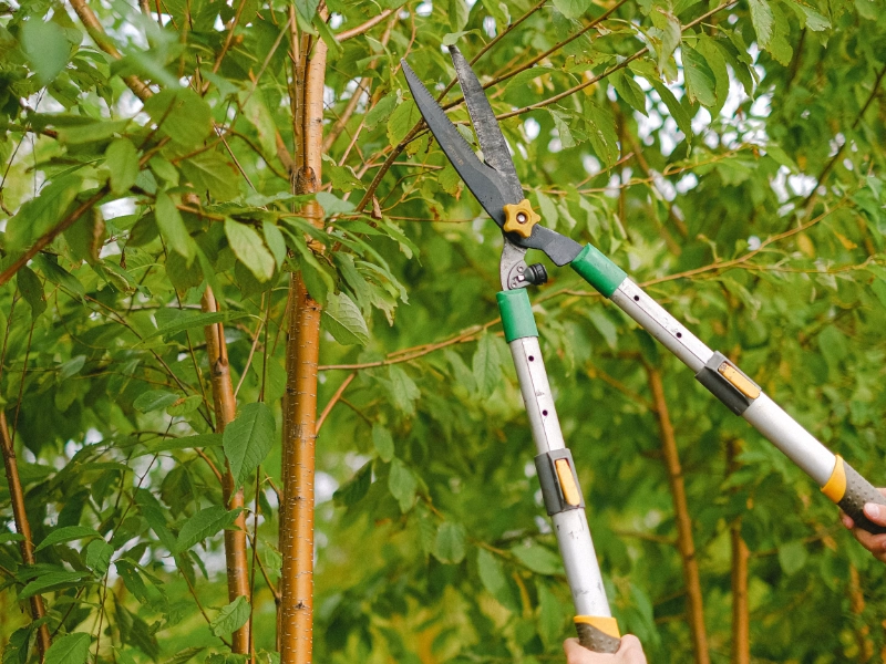 Trimmers being used on tree